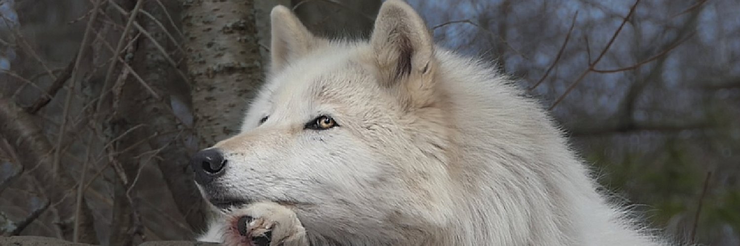 WolfPrincess banner