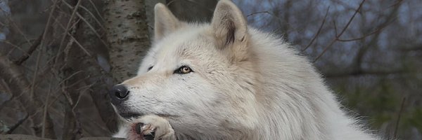 WolfPrincess Profile Banner