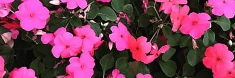 JuanaRivera06's profile banner image