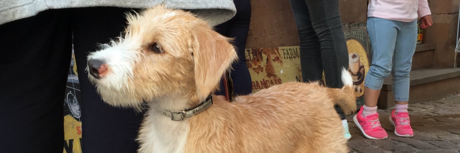 🇮🇨❤️ banner