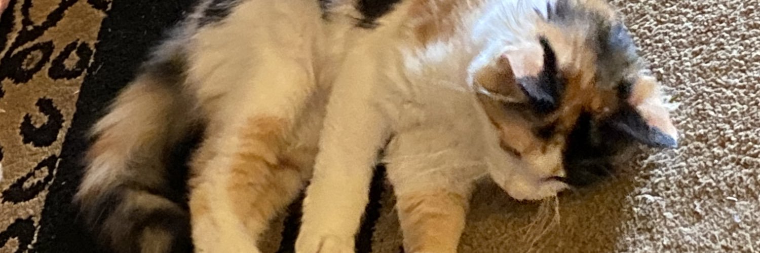 𝕥𝕒𝕝𝕦𝕝𝕒𝕙 🌻 banner