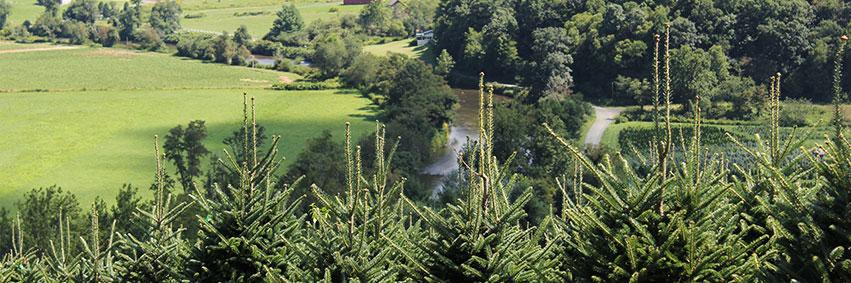 Green Valley Trees banner