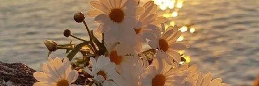 Rosesaroma's profile banner image