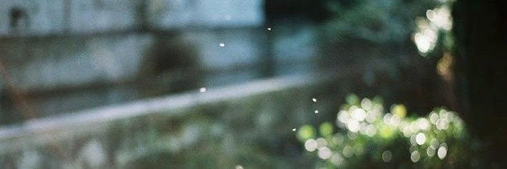 Ravie. banner