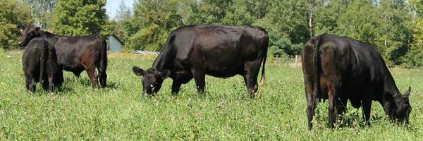 FoodieWithAFarm Profile Banner