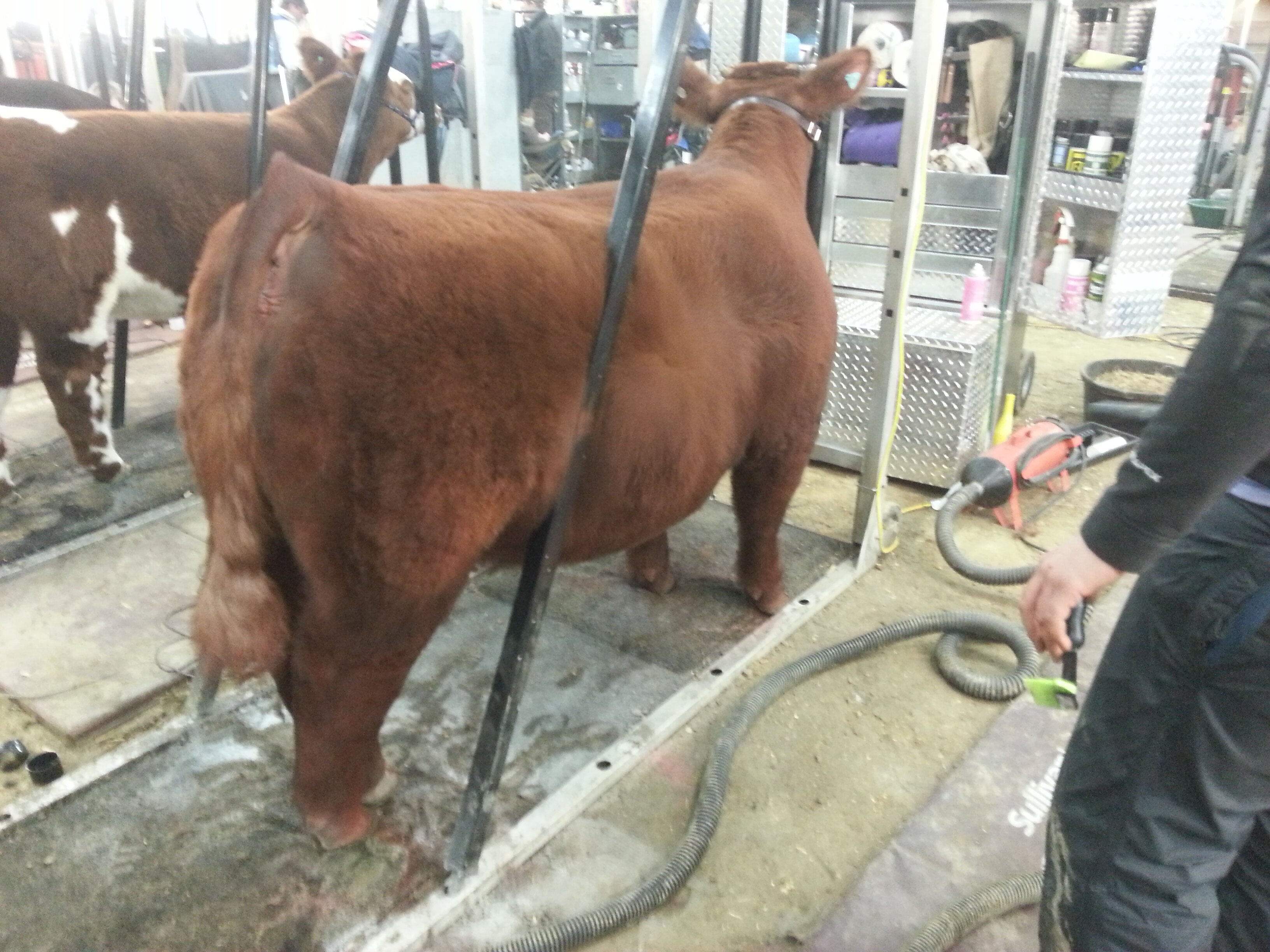 cattle46's profile banner image