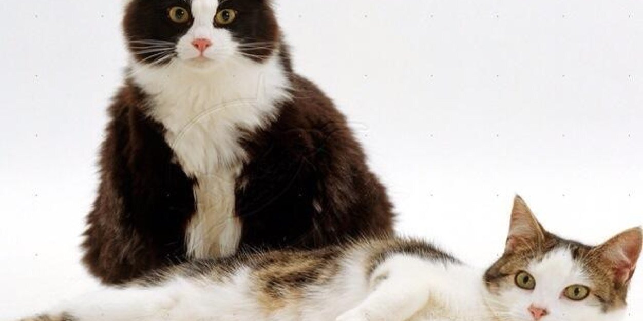 FatCats13's profile banner image