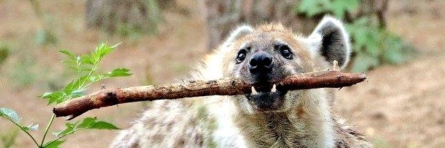 ArkhamTheHyena's profile banner image