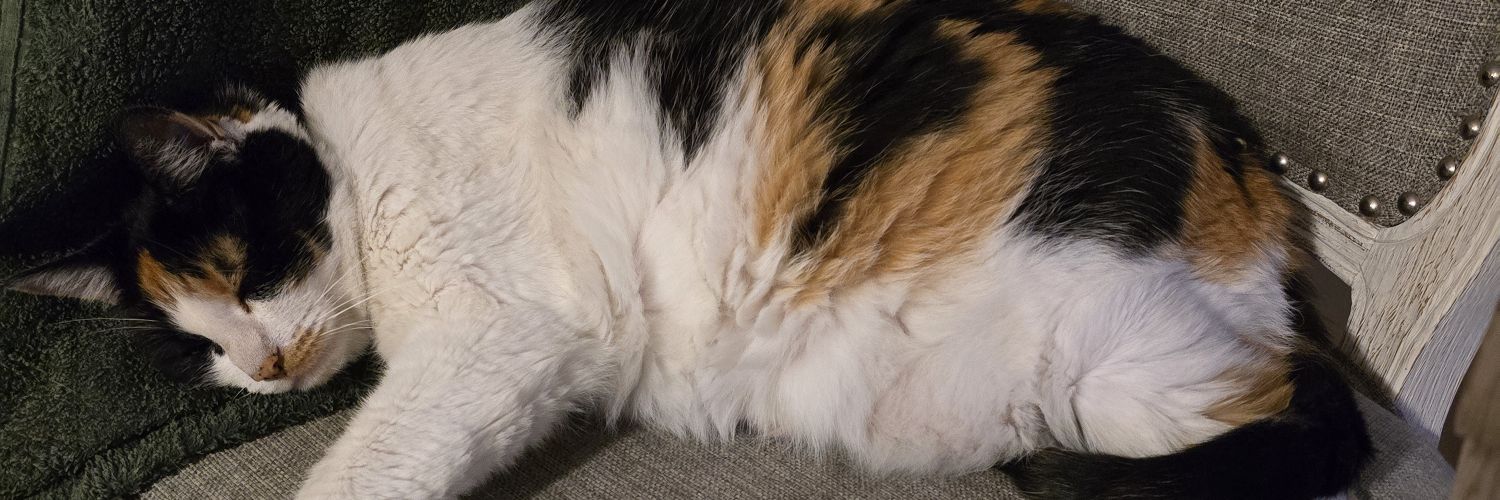 tomoschlagel's profile banner image