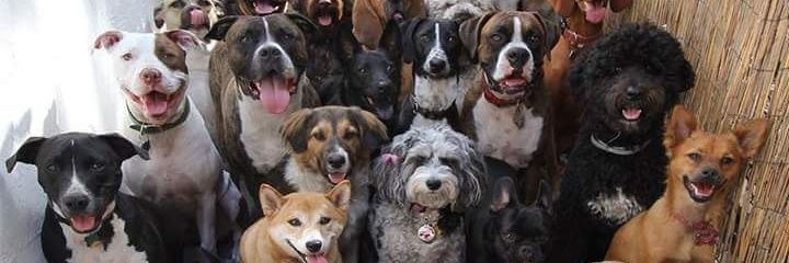 pipi_rojo's profile banner image