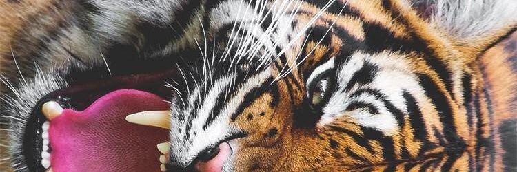 Pdc_Chias's profile banner image