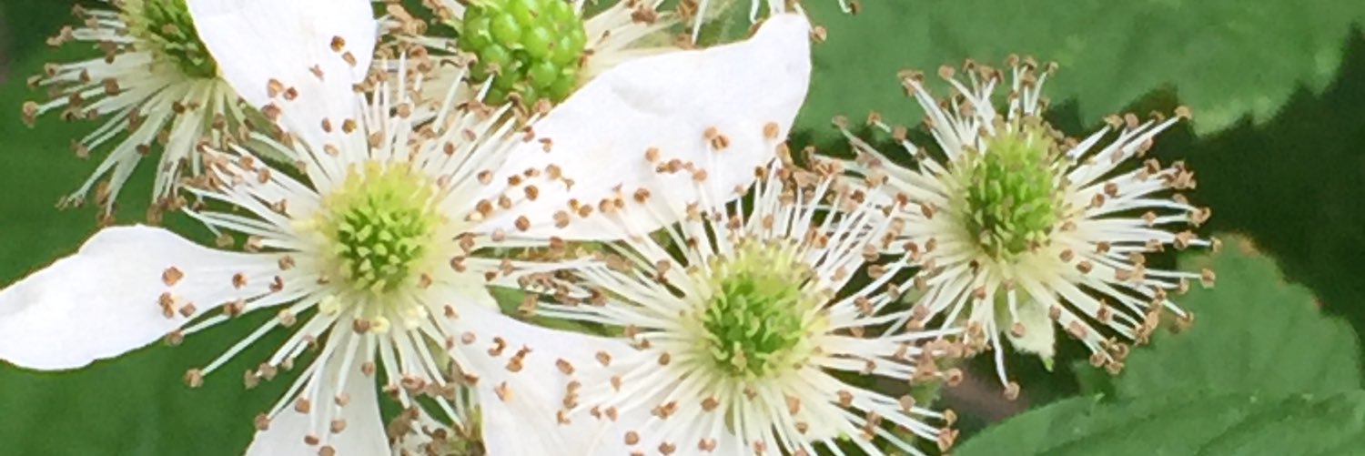 TheArkyNative's profile banner image