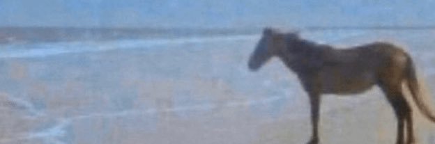 ˚ʚ♡ɞ˚🎈 banner