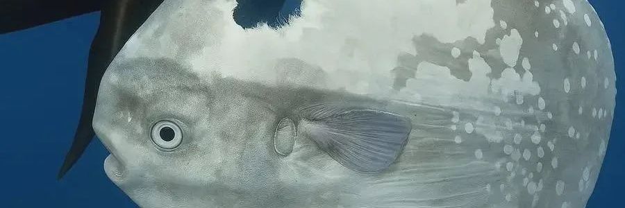puchimonton's profile banner image