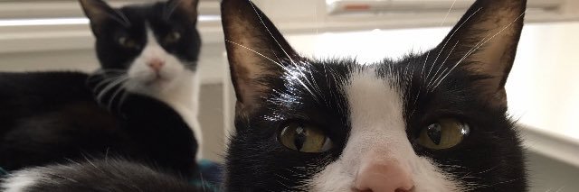 Señora Lucinda 🌼 Wendell & Lionel banner