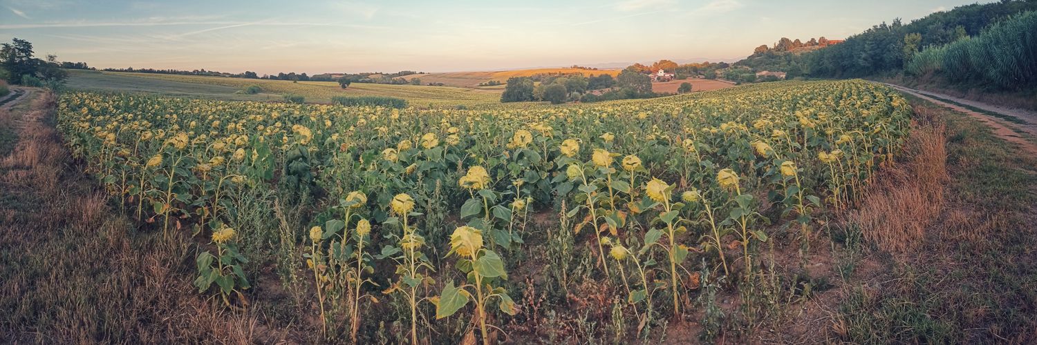 Sergio Vazzoler banner