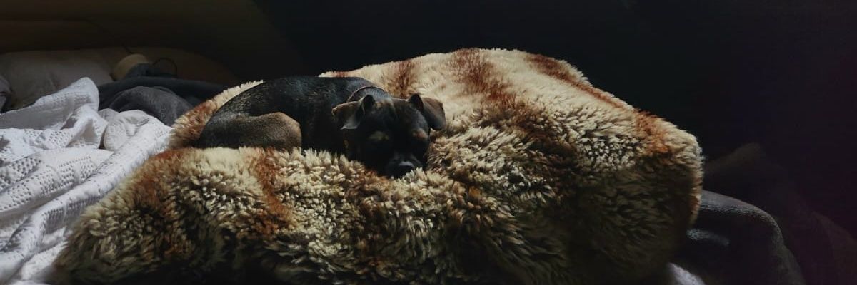 cecimier's profile banner image