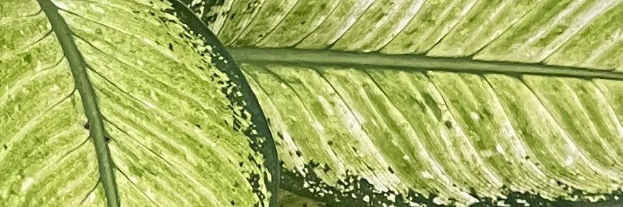 LA_Kryptonite's profile banner image