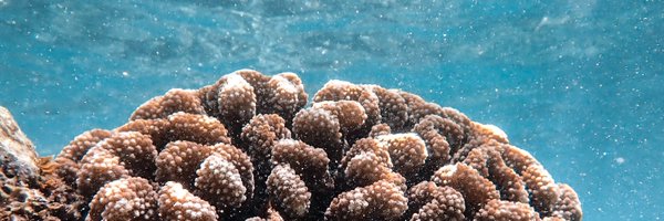 HawaiiReefData Profile Banner