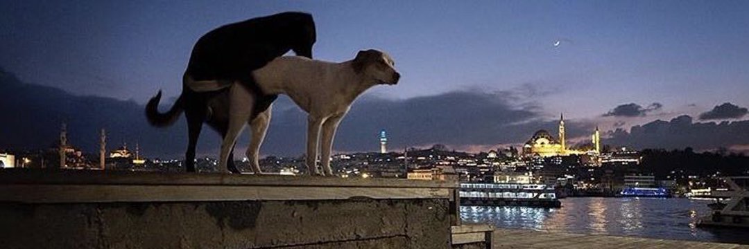 NicolasBoaglio's profile banner image