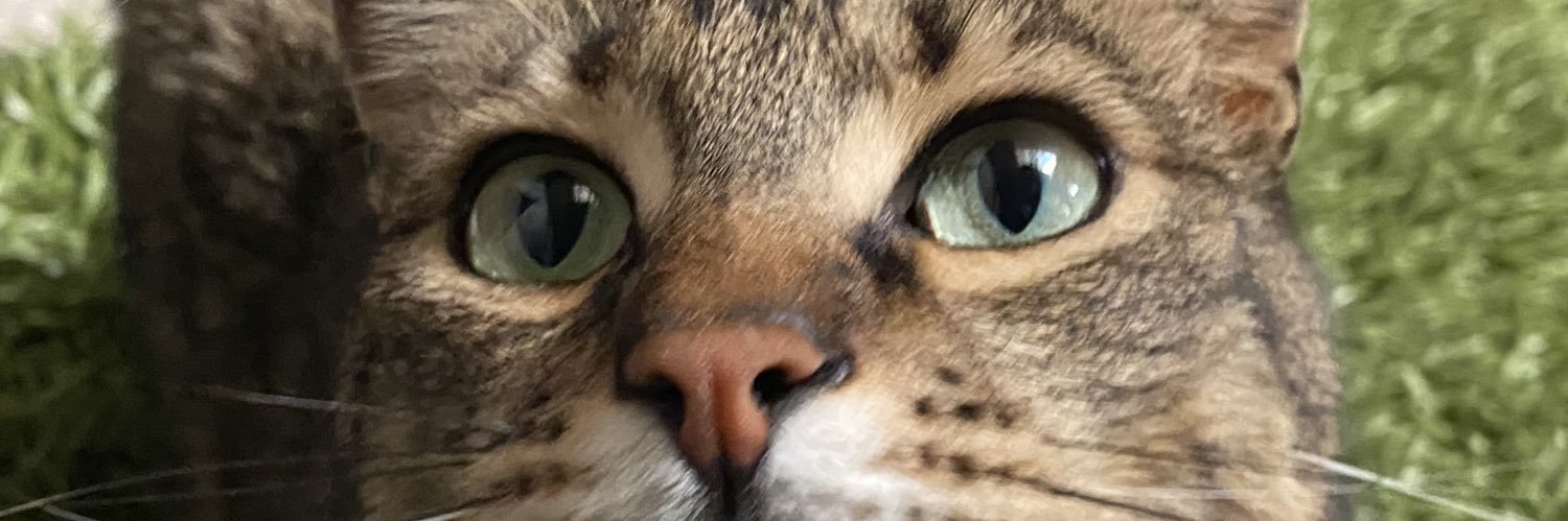 apsidaisyyyy's profile banner image