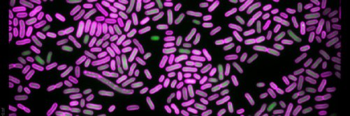 Infection Inspection banner