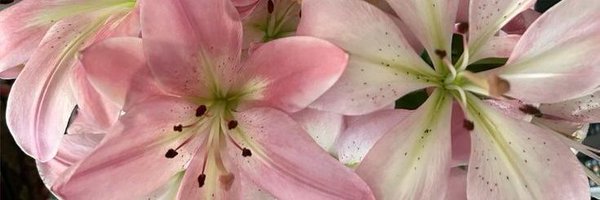 asapnyamss Profile Banner