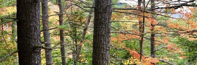 Save Public Forests banner