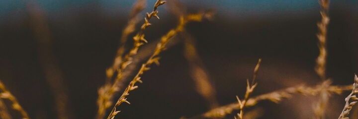 dartimuss's profile banner image