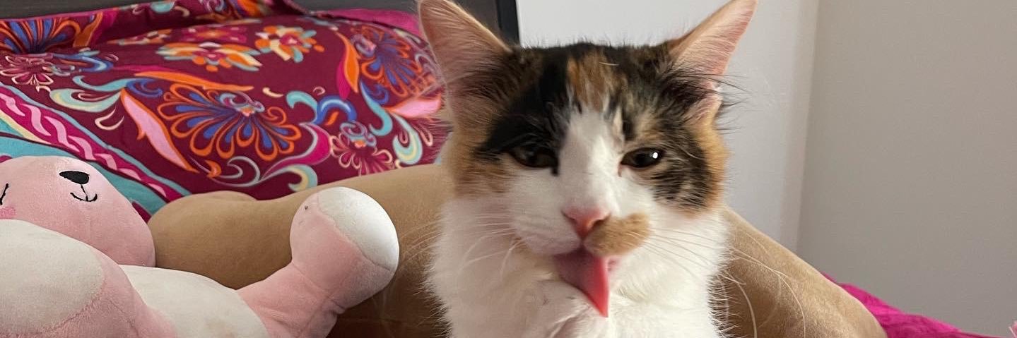 cryptochickk_'s profile banner image