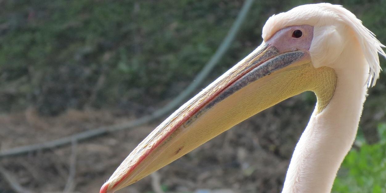 Dinesh Subedi banner