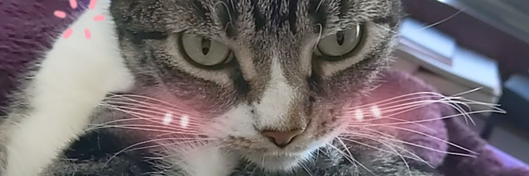 _banananako's profile banner image