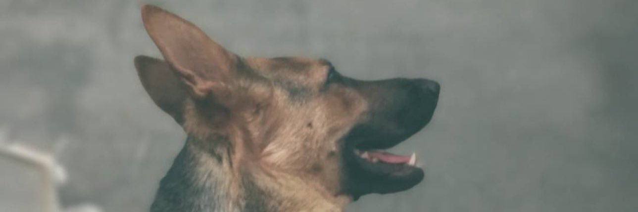 _gentlemanpipe's profile banner image