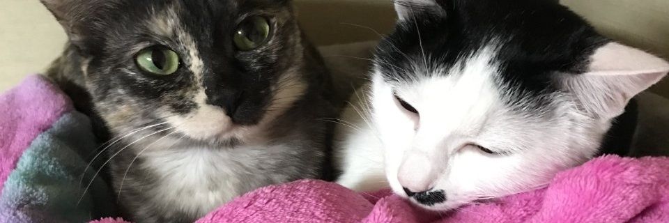 shion_417's profile banner image