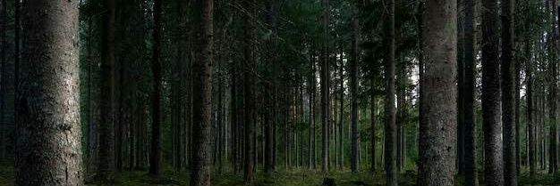 Forest Bear banner