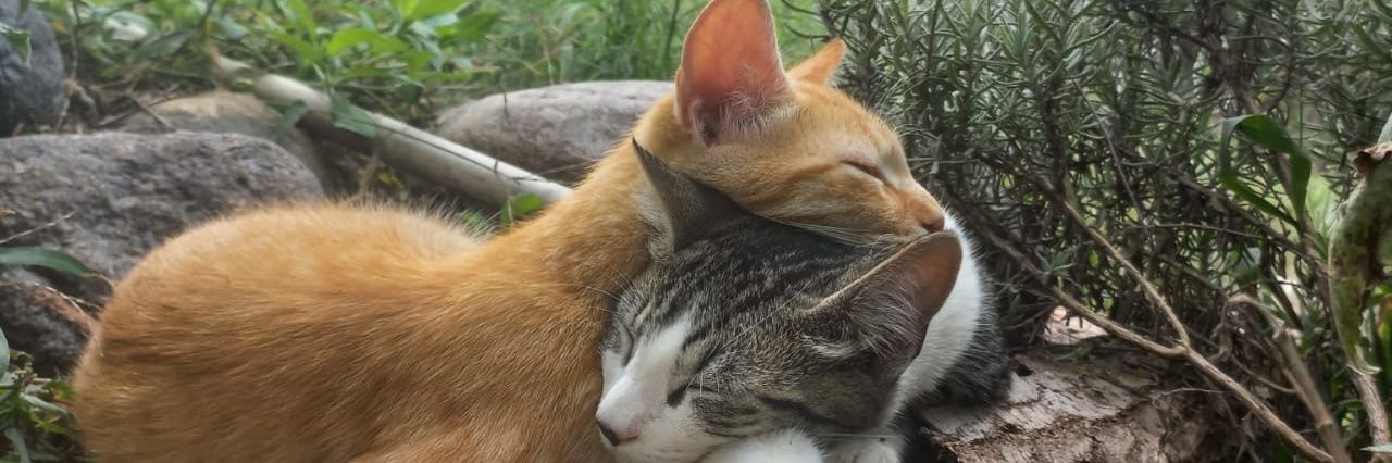 LottusRed's profile banner image