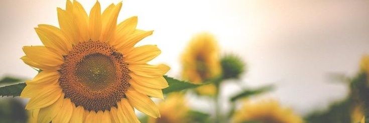 h_dmln's profile banner image