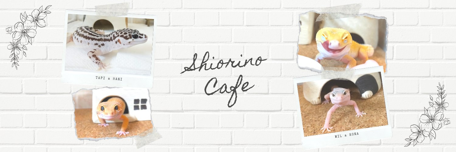 ai_shio's profile banner image