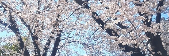 しろ✩.*˚ banner