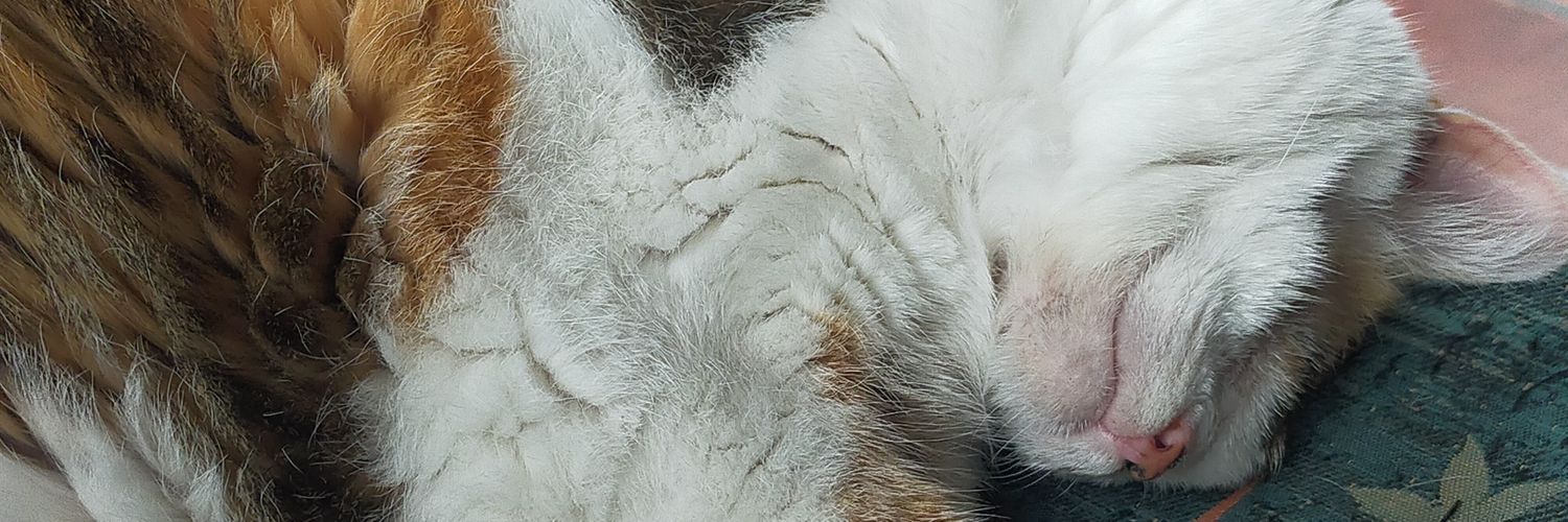 FIFI728657.bsky.social banner