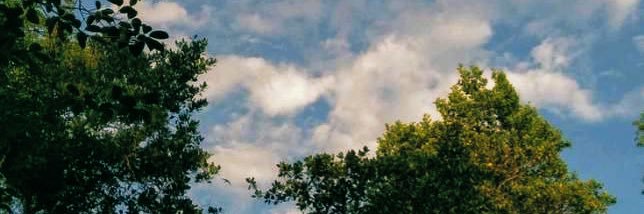 AliSabaOfficial banner