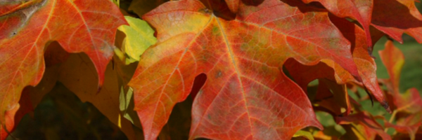 ForestTalk Profile Banner