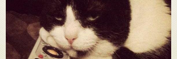 TashaPuffs's profile banner image