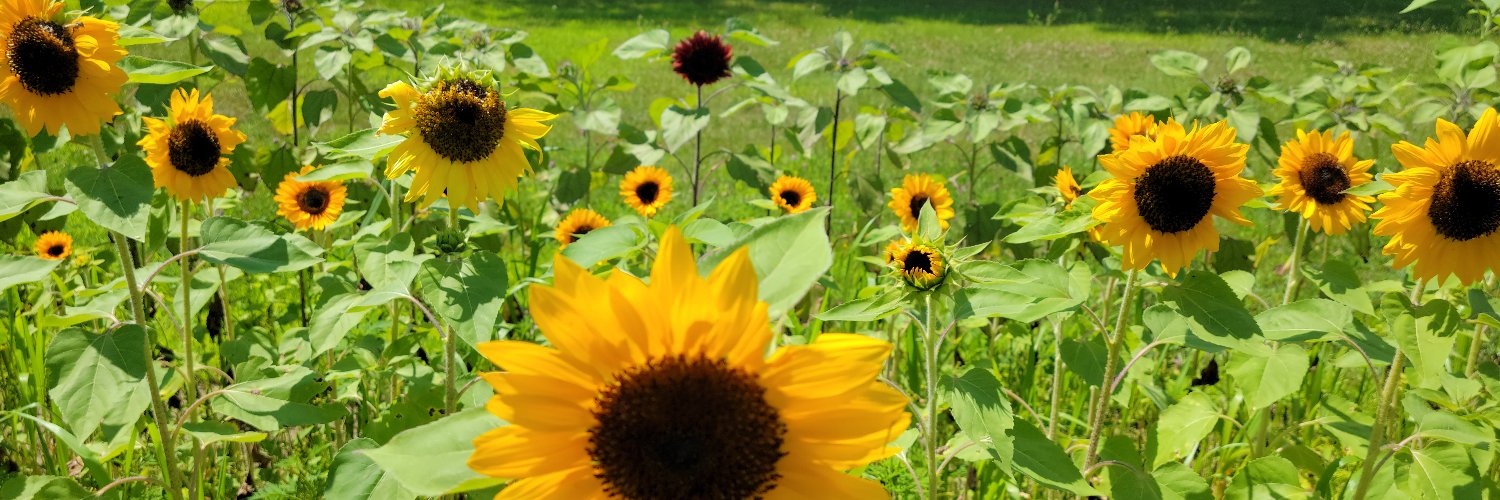 Vincent Cogliano Jr banner