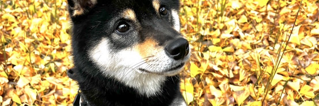 福積(膵臓癌ステージ4) banner