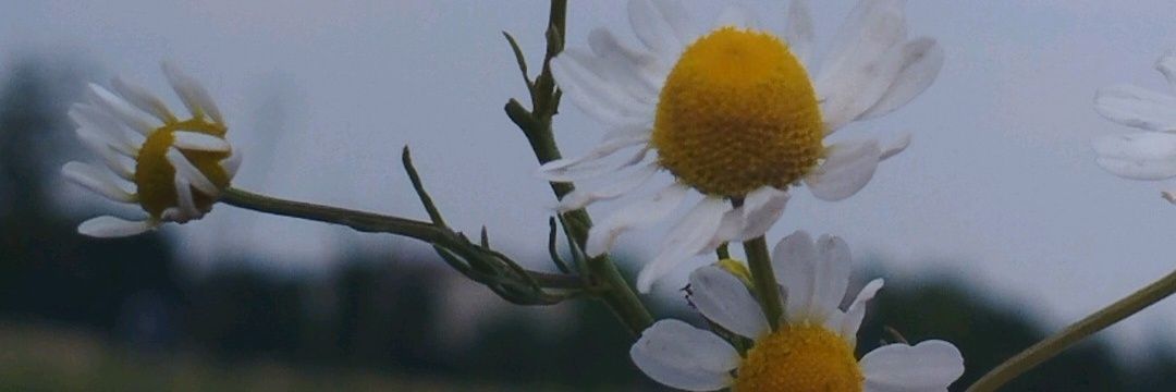 Hebamansour95's profile banner image