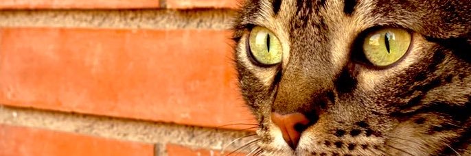 ᛝ Leo ᛝ 🍍 banner