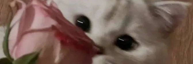 Createnoh's profile banner image