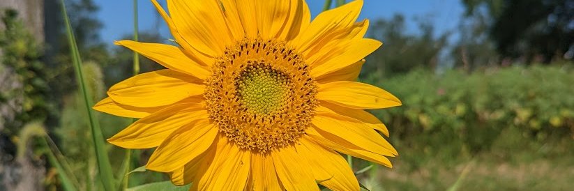 Julianne Foster banner