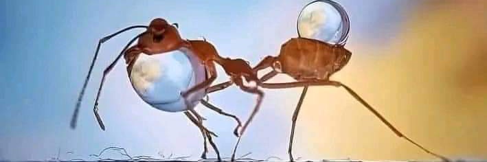 Enryx 🇵🇸 banner